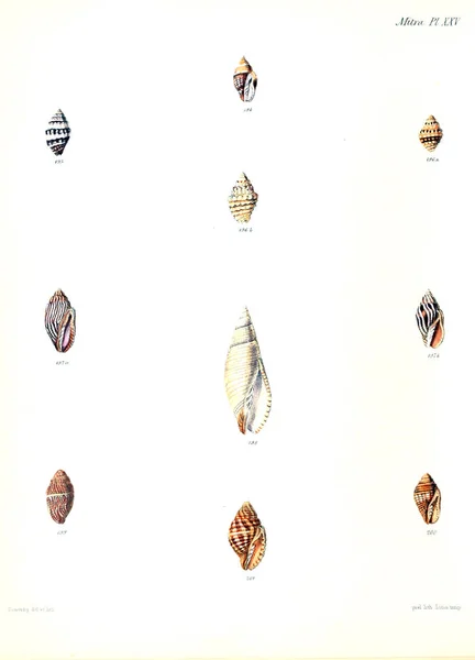 Ilustracja Muszelek Conchologia Iconica Lub Ilustracje Muszli Molluscous Zwierząt — Zdjęcie stockowe