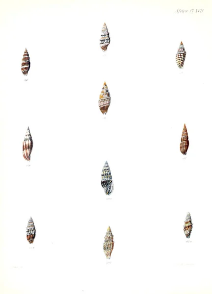 Illustratie Van Schelpen Conchologia Iconica Illustraties Van Schelpen Van Molluscous — Stockfoto