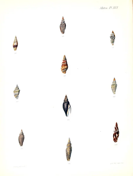 Illustratie Van Schelpen Conchologia Iconica Illustraties Van Schelpen Van Molluscous — Stockfoto