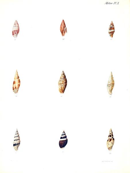 조개의 그림입니다 Conchologia Iconica Molluscous 동물의 포탄의 — 스톡 사진