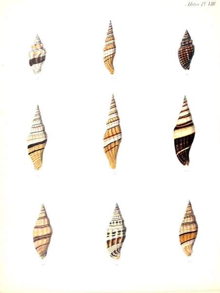 Illustration Seashells Conchologia Iconica Illustrations Shells Molluscous Animal — Stock Photo, Image