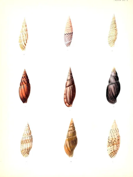 Illustration Snäckskal Conchologia Iconica Eller Illustrationer Skal Molluscous Djur — Stockfoto