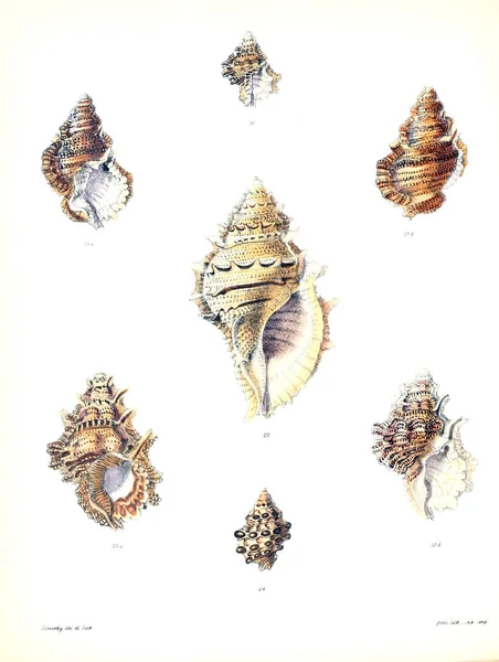 Illustration Coquillages Conchologia Iconica Illustrations Des Coquilles Animaux Mollusques — Photo