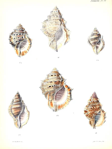 조개의 그림입니다 Conchologia Iconica Molluscous 동물의 포탄의 — 스톡 사진