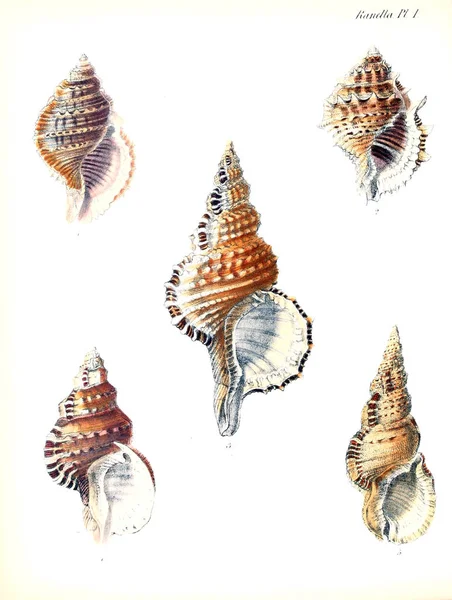 Tengeri Kagylókból Illusztrációja Conchologia Iconica Vagy Héját Molluscous Állat Illusztrációk — Stock Fotó