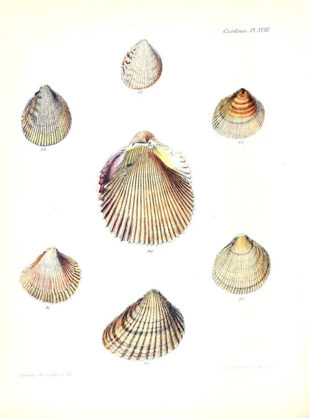 Deniz Kabuklarını Illustration Conchologia Iconica Veya Kabukları Molluscous Hayvan Çizimleri — Stok fotoğraf