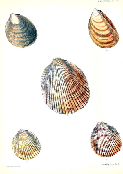 Illustration Seashells Conchologia Iconica Illustrations Shells Molluscous Animal — Stock Photo, Image