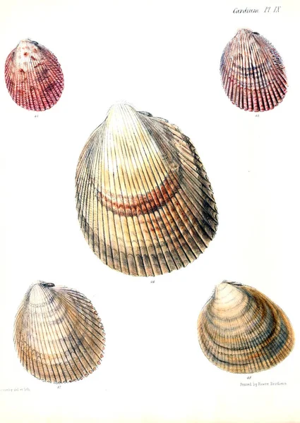 Illustratie Van Schelpen Conchologia Iconica Illustraties Van Schelpen Van Molluscous — Stockfoto