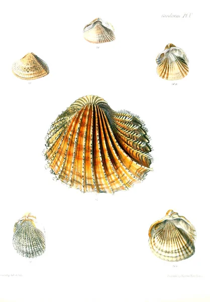 Illustration Seashells Conchologia Iconica Illustrations Shells Molluscous Animal — Stock Photo, Image