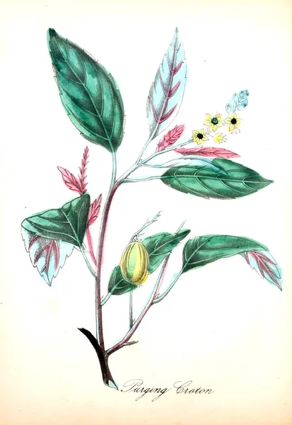 Illustration Fleur Flore Américaine Histoire Des Plantes Des Fleurs Sauvages — Photo