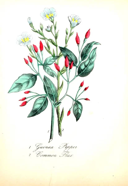 Ilustracja Kwiat Amerykański Flora Lub Historii Roślin Dzikich Kwiatów — Zdjęcie stockowe