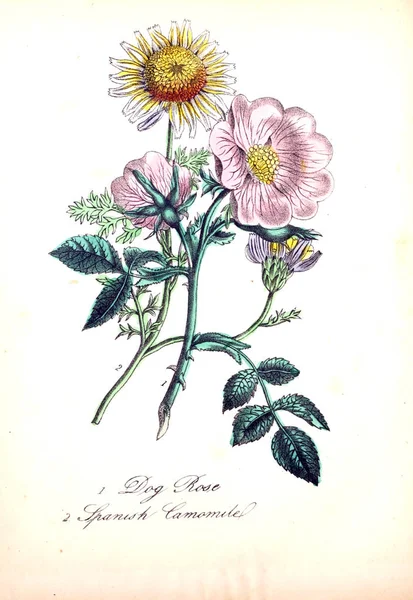 Illustrazione Fiore Flora Americana Storia Piante Fiori Selvatici — Foto Stock