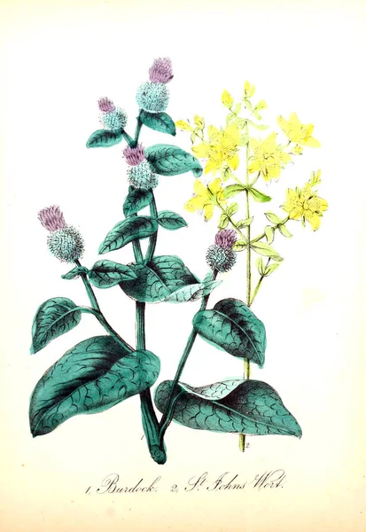 Illustration Fleur Flore Américaine Histoire Des Plantes Des Fleurs Sauvages — Photo