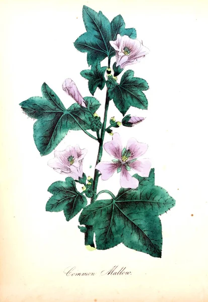 Illustration Blomma Den Amerikanska Floran Eller Historia Växter Och Vilda — Stockfoto