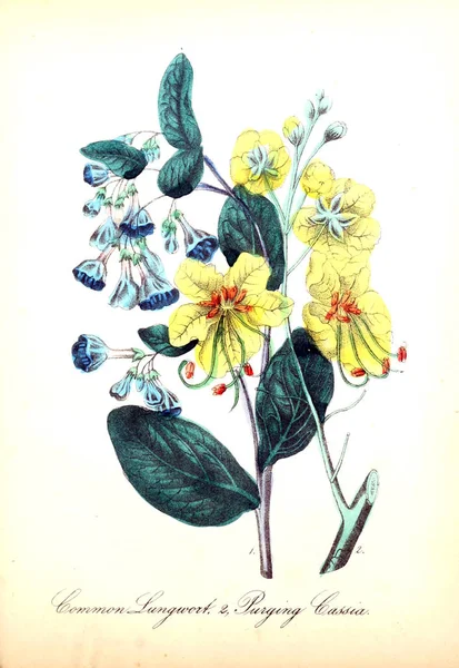 Illustration Fleur Flore Américaine Histoire Des Plantes Des Fleurs Sauvages — Photo