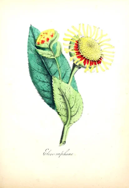 Ilustrasi Dari Bunga Flora Amerika Atau Sejarah Tanaman Dan Bunga — Stok Foto