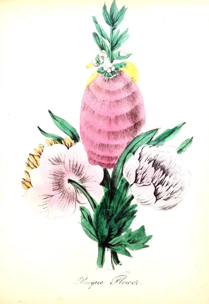 Illustration Blomma Den Amerikanska Floran Eller Historia Växter Och Vilda — Stockfoto