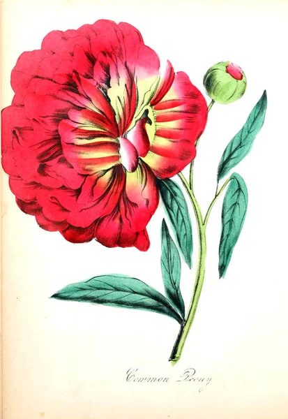 Illustration of flower. The American flora : or history of plants and wild flowers