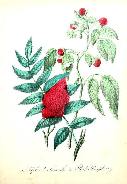 Illustration Fleur Flore Américaine Histoire Des Plantes Des Fleurs Sauvages — Photo