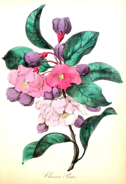 Εικονογράφηση Του Λουλουδιού Αμερικανική Χλωρίδα Την Ιστορία Των Φυτών Και — Φωτογραφία Αρχείου