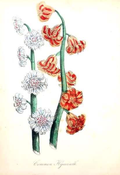 Illustration Fleur Flore Américaine Histoire Des Plantes Des Fleurs Sauvages — Photo