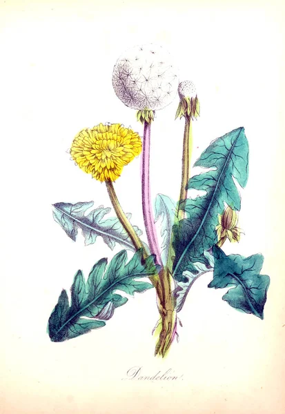 Ilustrace Květin Americký Flora Historie Rostlin Divokých Květin Nebo — Stock fotografie