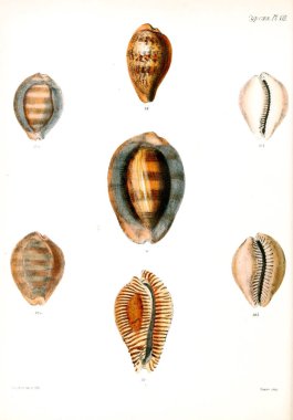Deniz kabuklarını Illustration. Conchologia iconica veya kabukları molluscous hayvan çizimleri.