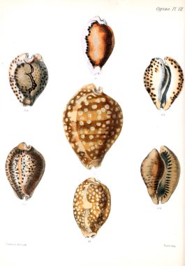 Deniz kabuklarını Illustration. Conchologia iconica veya kabukları molluscous hayvan çizimleri.