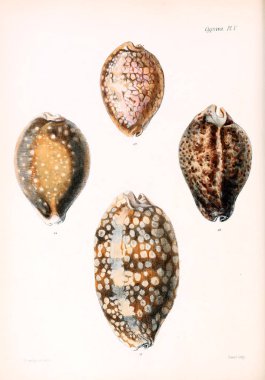 Deniz kabuklarını Illustration. Conchologia iconica veya kabukları molluscous hayvan çizimleri.