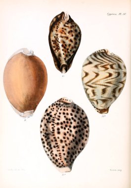 Deniz kabuklarını Illustration. Conchologia iconica veya kabukları molluscous hayvan çizimleri.