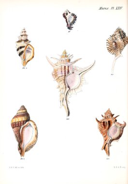 Deniz kabuklarını Illustration. Conchologia iconica veya kabukları molluscous hayvan çizimleri.