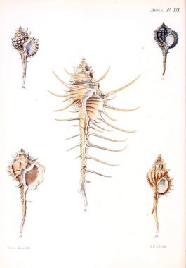 Deniz kabuklarını Illustration. Conchologia iconica veya kabukları molluscous hayvan çizimleri.