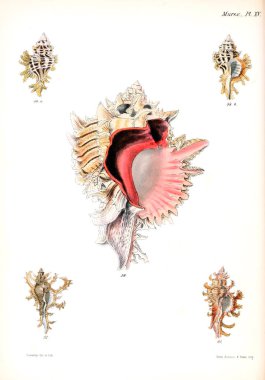 Deniz kabuklarını Illustration. Conchologia iconica veya kabukları molluscous hayvan çizimleri.