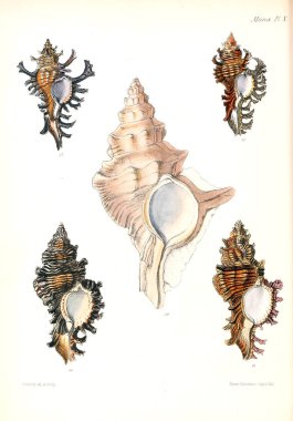 Deniz kabuklarını Illustration. Conchologia iconica veya kabukları molluscous hayvan çizimleri.