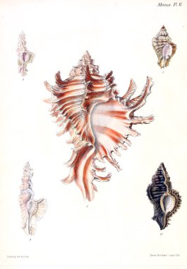 Deniz kabuklarını Illustration. Conchologia iconica veya kabukları molluscous hayvan çizimleri.