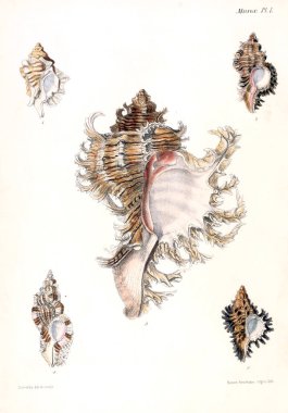 Deniz kabuklarını Illustration. Conchologia iconica veya kabukları molluscous hayvan çizimleri.