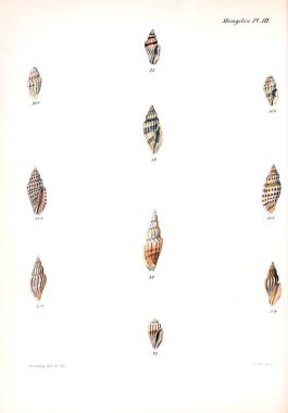 Deniz kabuklarını Illustration. Conchologia iconica veya kabukları molluscous hayvan çizimleri.