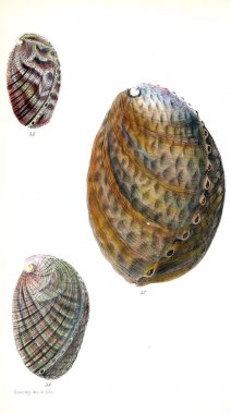 Deniz kabuklarını Illustration. Conchologia iconica veya kabukları molluscous hayvan çizimleri.