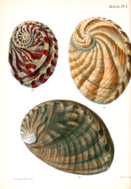 Deniz kabuklarını Illustration. Conchologia iconica veya kabukları molluscous hayvan çizimleri.