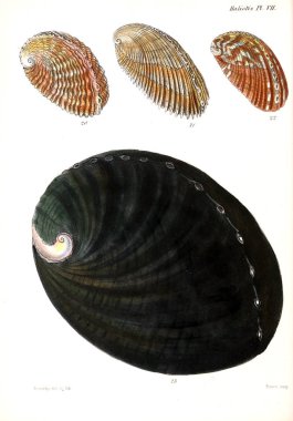 Deniz kabuklarını Illustration. Conchologia iconica veya kabukları molluscous hayvan çizimleri.