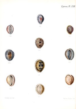 Deniz kabuklarını Illustration. Conchologia iconica veya kabukları molluscous hayvan çizimleri.
