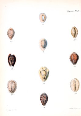 Deniz kabuklarını Illustration. Conchologia iconica veya kabukları molluscous hayvan çizimleri.