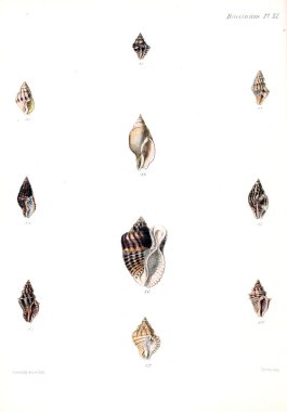 Deniz kabuklarını Illustration. Conchologia iconica veya kabukları molluscous hayvan çizimleri.