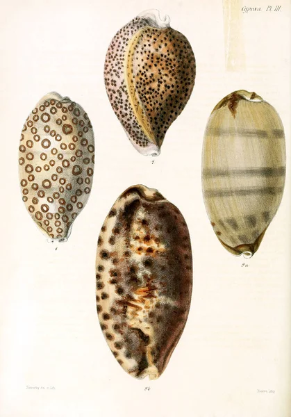 Illustration Coquillages Conchologia Iconica Illustrations Des Coquilles Animaux Mollusques — Photo