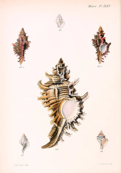 Illustratie Van Schelpen Conchologia Iconica Illustraties Van Schelpen Van Molluscous — Stockfoto