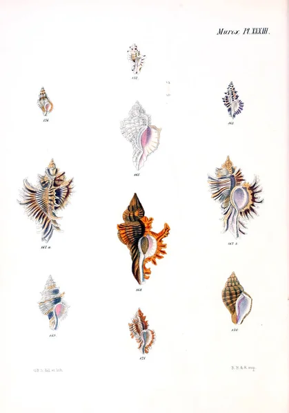 Illustrazione Delle Conchiglie Conchologia Iconica Illustrazioni Delle Conchiglie Molluschi — Foto Stock