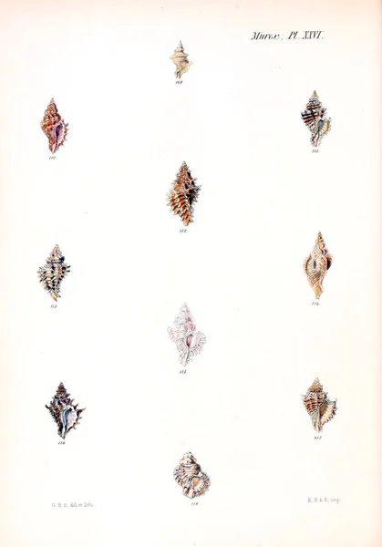 Illustration Coquillages Conchologia Iconica Illustrations Des Coquilles Animaux Mollusques — Photo