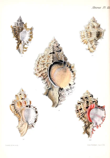 Illustration Coquillages Conchologia Iconica Illustrations Des Coquilles Animaux Mollusques — Photo