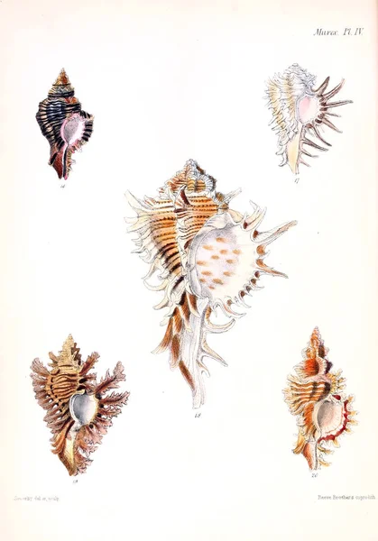 Illustratie Van Schelpen Conchologia Iconica Illustraties Van Schelpen Van Molluscous — Stockfoto