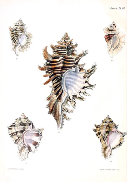 Illustratie Van Schelpen Conchologia Iconica Illustraties Van Schelpen Van Molluscous — Stockfoto